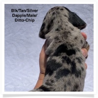 Ditto's CKC Black & Tan Silver Dapple Smooth Coat Male Miniature Dachshund Puppy