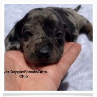 Ditto's CKC Silver Dapple Smooth Coat Female Miniature Dachshund Puppy