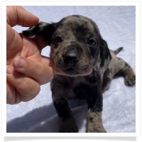 Ditto's CKC Silver Dapple Smooth Coat Female Miniature Dachshund Puppy