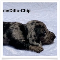 Ditto's CKC Silver Dapple Smooth Coat Female Miniature Dachshund Puppy