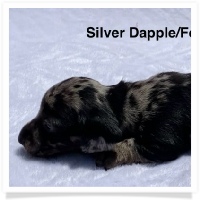 Ditto's CKC Silver Dapple Smooth Coat Female Miniature Dachshund Puppy