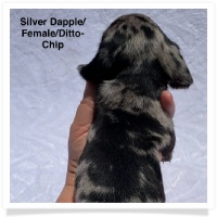 Ditto's CKC Silver Dapple Smooth Coat Female Miniature Dachshund Puppy