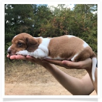 Ginger's AKC & CKC Chocolate Based Red Piebald Male Miniature Dachshund Puppy