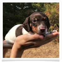Ginger's AKC and CKC Chocolate & Tan Piebald Male Miniature Dachshund Puppy