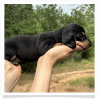 Goldie's CKC Black & Tan Short Hair Female Miniature Dachshund Puppy