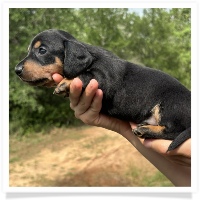 Goldie's CKC Black & Tan Short Hair Female Miniature Dachshund Puppy
