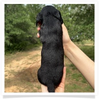Goldie's CKC Black & Tan Short Hair Female Miniature Dachshund Puppy