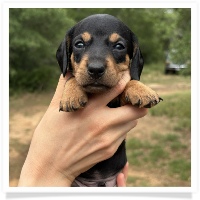 Goldie's CKC Black & Tan Short Hair Male Miniature Dachshund Puppy