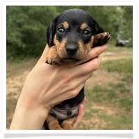 Goldie's CKC Black & Tan Short Hair Male Miniature Dachshund Puppy