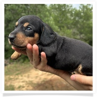 Goldie's CKC Black & Tan Short Hair Male Miniature Dachshund Puppy