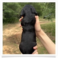 Goldie's CKC Black & Tan Short Hair Male Miniature Dachshund Puppy