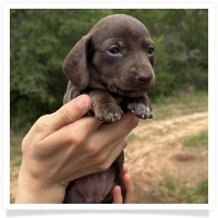 Goldie's CKC Solid Chocolate Short Hair Female Miniature Dachshund Puppy