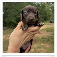 Goldie's CKC Solid Chocolate Short Hair Female Miniature Dachshund Puppy