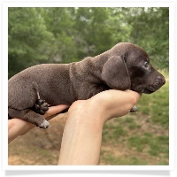 Goldie's CKC Solid Chocolate Short Hair Female Miniature Dachshund Puppy