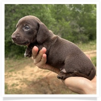 Goldie's CKC Solid Chocolate Short Hair Female Miniature Dachshund Puppy