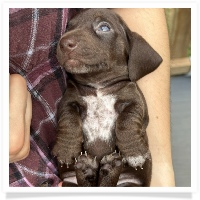 Goldie's CKC Solid Chocolate Short Hair Female Miniature Dachshund Puppy