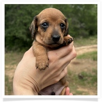 Goldie's CKC Red Short Hair Male Miniature Dachshund Puppy