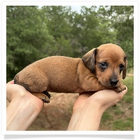 Goldie's CKC Red Short Hair Male Miniature Dachshund Puppy