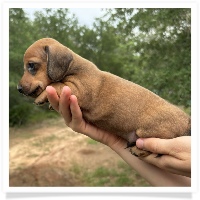 Goldie's CKC Red Short Hair Male Miniature Dachshund Puppy