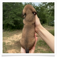 Goldie's CKC Red Short Hair Male Miniature Dachshund Puppy