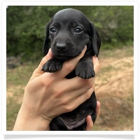 Goldie's CKC Solid Black Short Hair Female Miniature Dachshund Puppy