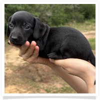 Goldie's CKC Solid Black Short Hair Female Miniature Dachshund Puppy