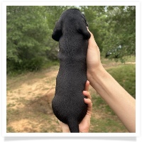 Goldie's CKC Solid Black Short Hair Female Miniature Dachshund Puppy