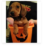 Pumpkin the Red Miniature Dachshund in Her Happy Home!