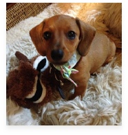 Charli the Red Miniature Dachshund in Her Happy Home!