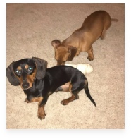 Cooper and Marley the Red and Black and Tan Miniature Dachshund in Their Happy Home!