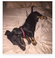 Levi the Black and Tan Miniature Dachshund in His Happy Home!