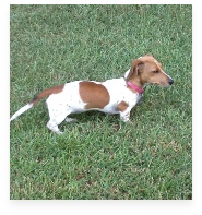 Sadie the Red Piebald Miniature Dachshund in Her Happy Home!