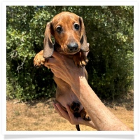 Ginger's AKC & CKC Red Short Hair Male Miniature Dachshund Puppy