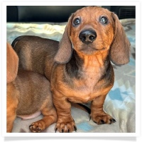 Ginger's AKC & CKC Red Short Hair Male Miniature Dachshund Puppy
