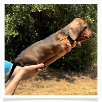 Ginger's AKC & CKC Red Short Hair Male Miniature Dachshund Puppy