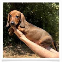 Ginger's AKC & CKC Red Short Hair Male Miniature Dachshund Puppy