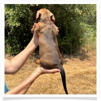Ginger's AKC & CKC Red Short Hair Male Miniature Dachshund Puppy