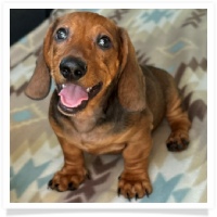 Ginger's AKC & CKC Red Short Hair Male Miniature Dachshund Puppy