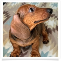 Ginger's AKC & CKC Red Short Hair Male Miniature Dachshund Puppy