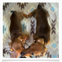 Ginger's AKC & CKC Red Short Hair Male Miniature Dachshund Puppy