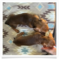 Ginger's AKC & CKC Red Short Hair Male Miniature Dachshund Puppy
