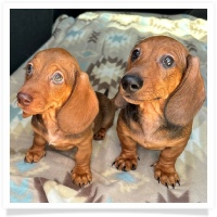 Ginger's AKC & CKC Red Short Hair Male Miniature Dachshund Puppy