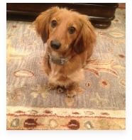 Hazel the Red Miniature Dachshund in Her Happy Home!