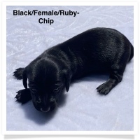 Ruby's AKC Solid Black Smooth Coat Female Miniature Dachshund Puppy