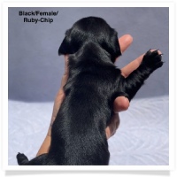 Ruby's AKC Solid Black Smooth Coat Female Miniature Dachshund Puppy