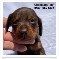 Ruby's AKC Chocolate & Tan Smooth Coat Male Miniature Dachshund Puppy