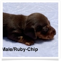 Ruby's AKC Chocolate & Tan Smooth Coat Male Miniature Dachshund Puppy