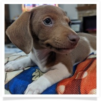 Tilly's AKC Piebald Short Hair Male Miniature Dachshund Puppy
