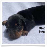 Sugar's AKC & CKC Black & Tan Smooth Coat Male Miniature Dachshund Puppy