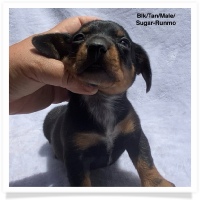 Sugar's AKC & CKC Black & Tan Smooth Coat Male Miniature Dachshund Puppy